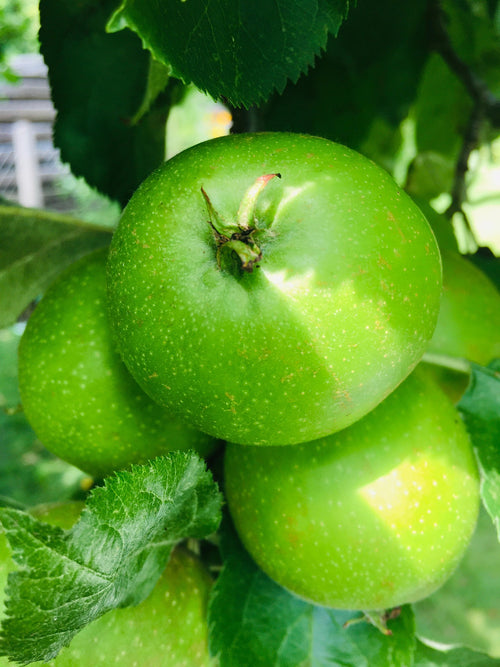 Pommier Granny Smith en Palissade