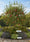 Image to render