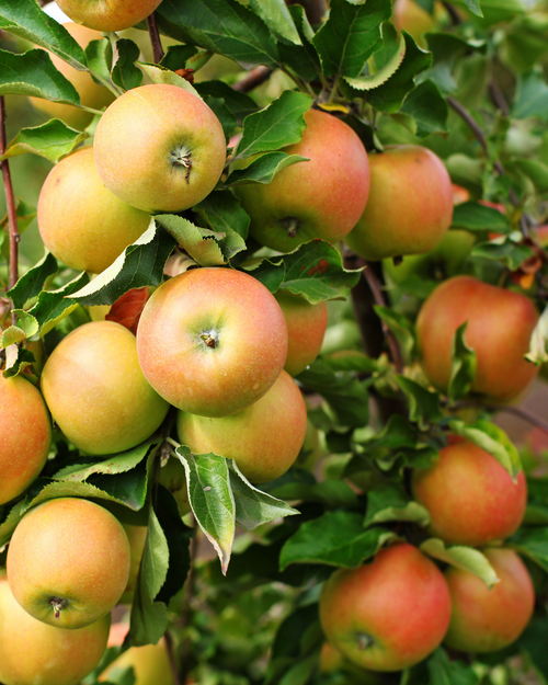 Palissade Pommier 'Jonagold'