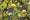 Image to render