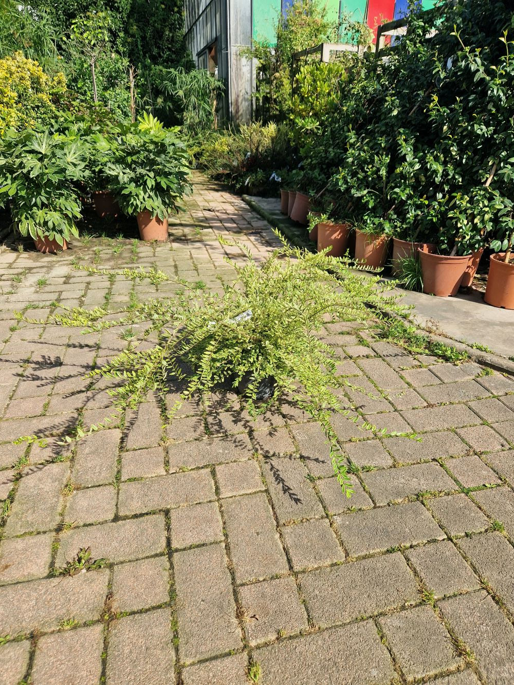 Chèvrefeuille arbustif (Lonicera Nitida) 2 - Achat en ligne