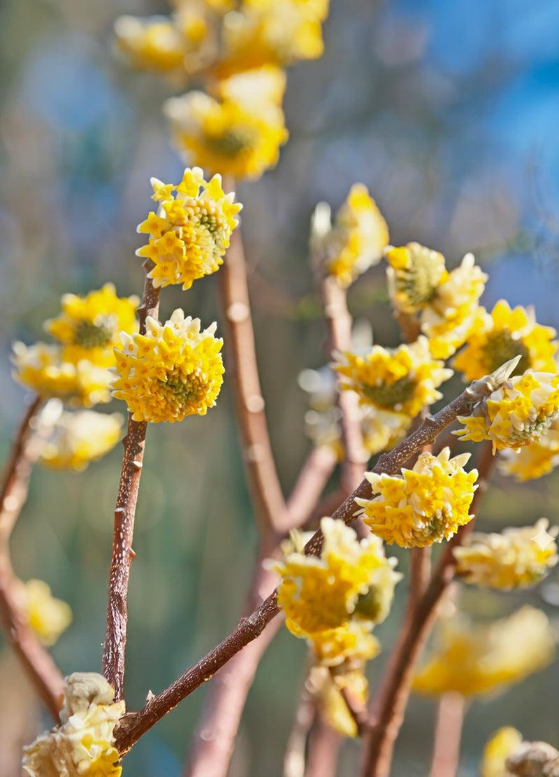 Buisson à papier (Edgeworthia chrysantha)