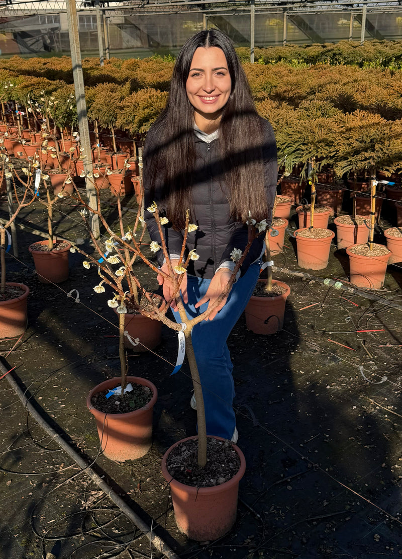 Buisson à papier (Edgeworthia chrysantha)