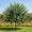 Image to render
