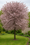 Image to render
