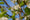 Poirier à fleurs (Pyrus Calleryana Chanticleer) 3 - Achat en ligne