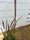 Image to render