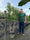 Image to render