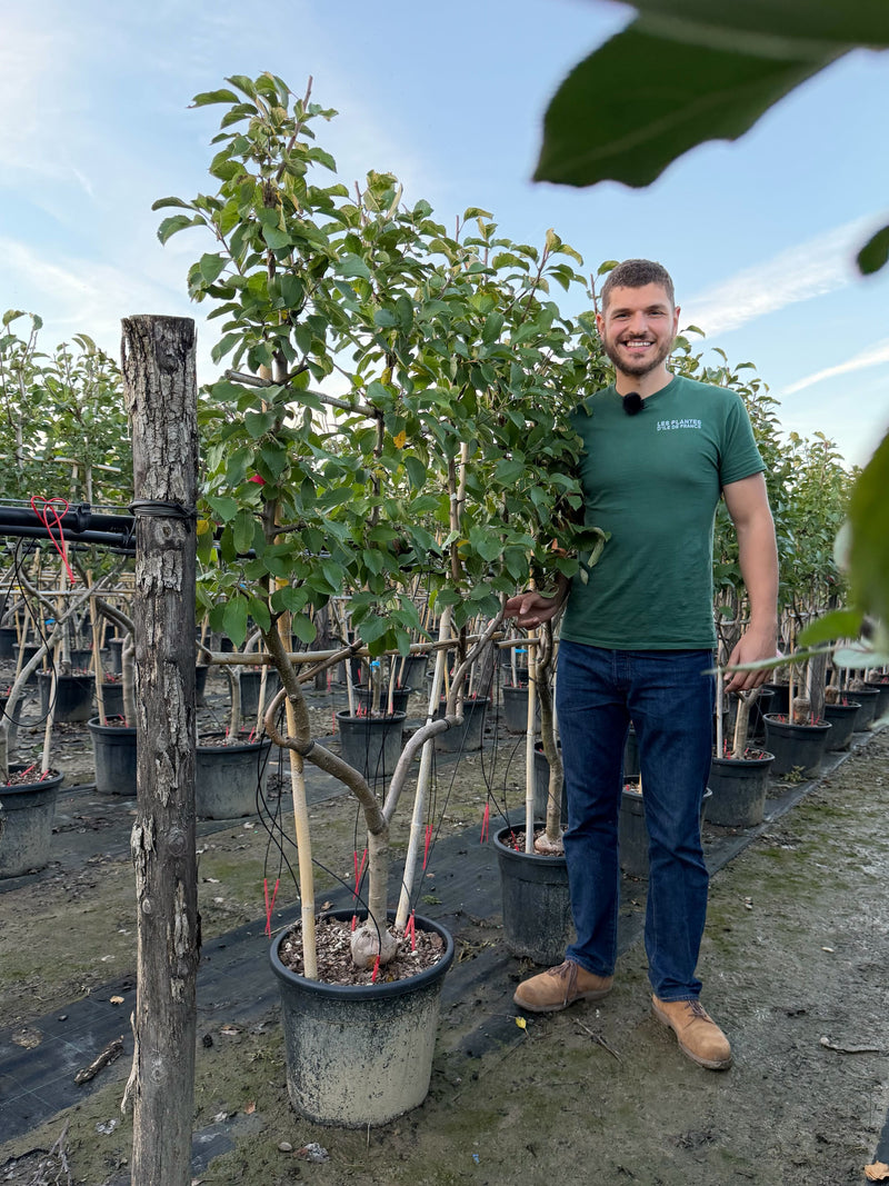 Palissade Pommier 'Reine des Reinettes'