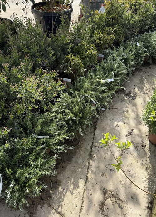 Romarin Rampant (Rosmarinus Officinalis Prostratus)