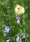 Image to render