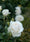 Image to render