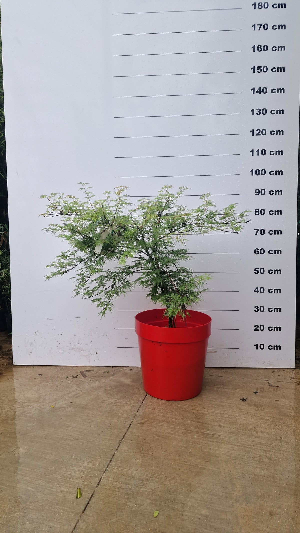 Pot 25L avec proposition Acer Dissectum Atropurpureum
