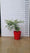 Pot 25L avec proposition Acer Dissectum Atropurpureum