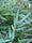 Image to render