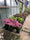 Image to render
