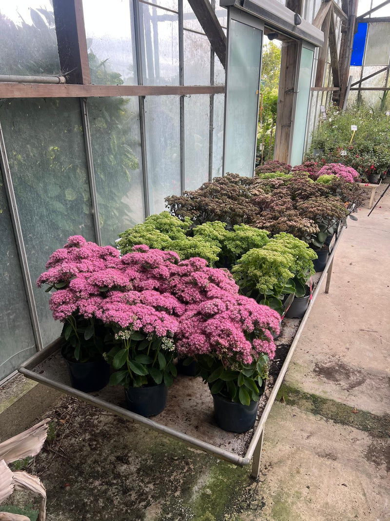 Sedum rose