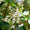 Image to render