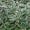 Bambusa nana Longuifolia 1 - Achat en ligne