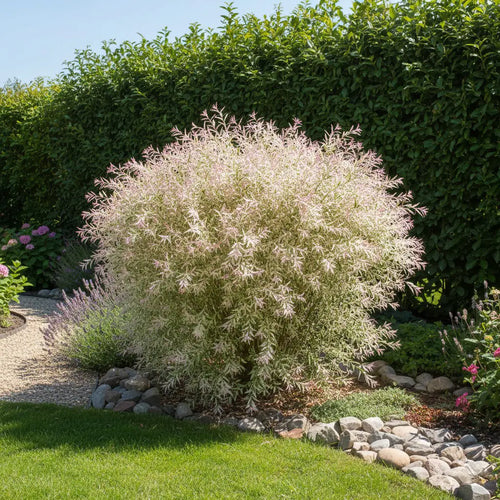 Saule Crevette en tronc torsadé