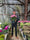 Image to render