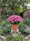 Image to render