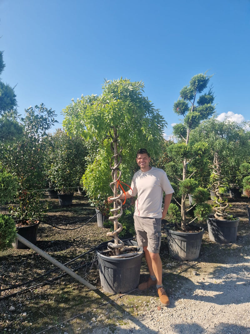 Sophora Pleureur en tronc torsadé