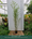 Bambou Aureosulcata Spectabilis 4 - Achat en ligne