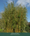 Image to render