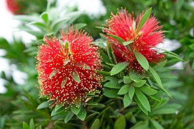 Plante rince-bouteille (Callistemon Laevis) 1 - Achat en ligne