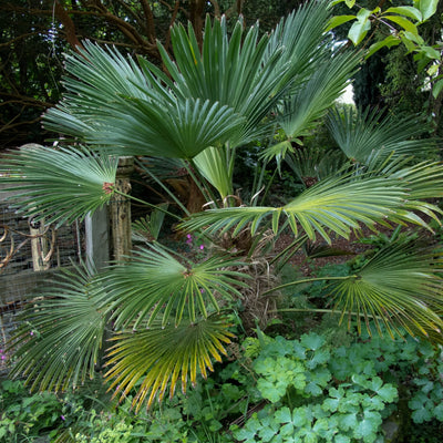 Palmier de Chusan (Trachycarpus Wagnerianus) 2 - Achat en ligne