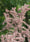 Image to render
