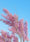 Image to render