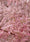 Image to render