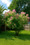 Image to render
