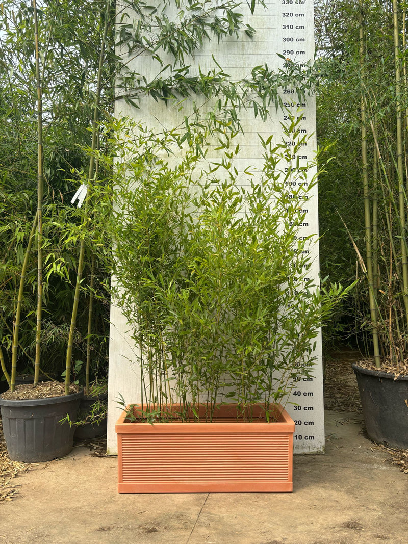 Jardinière Capri - 140L