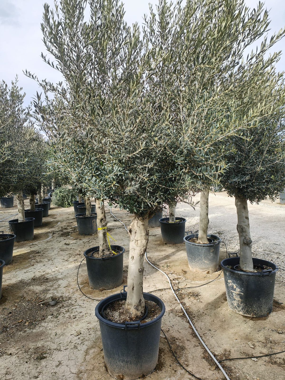 Olivier Classique (Olea Europaea) 10 - Achat en ligne