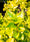 Image to render
