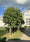 Image to render