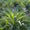 Agave panaché (Agave Variegata) 4 - Achat en ligne