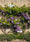 Image to render