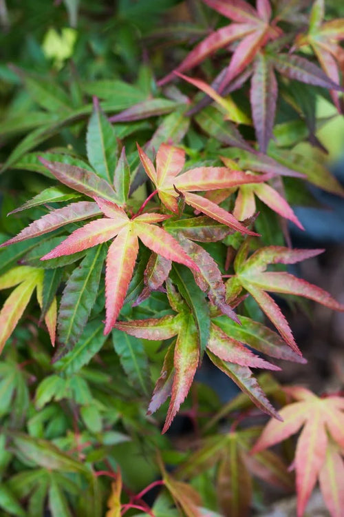 Acer palmatum ‘Red Wine'