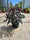 Euphorbe (characias Miners Merlot) 2 - Achat en ligne