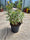 Euphorbe (Ascot Rainbow) 2 - Achat en ligne