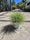 Fétuque Amigold (Festuca Glauca Amigold) 4 - Achat en ligne