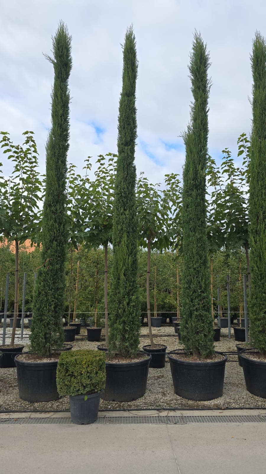 Cyprès de Provence (Commun) 10 - Achat en ligne