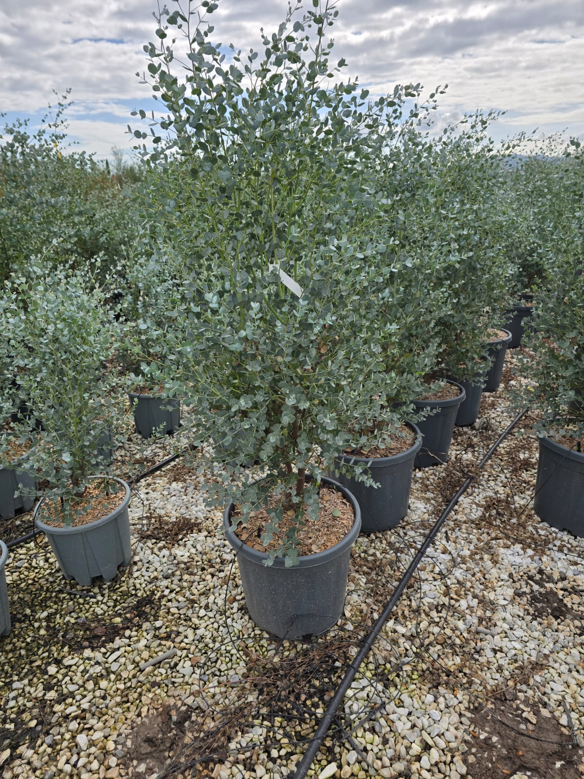 Néflier du Japon en touffe 2 - Achat en ligne