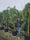 Sophora Pleureur (Sophora japonica Pendula) 5 - Achat en ligne