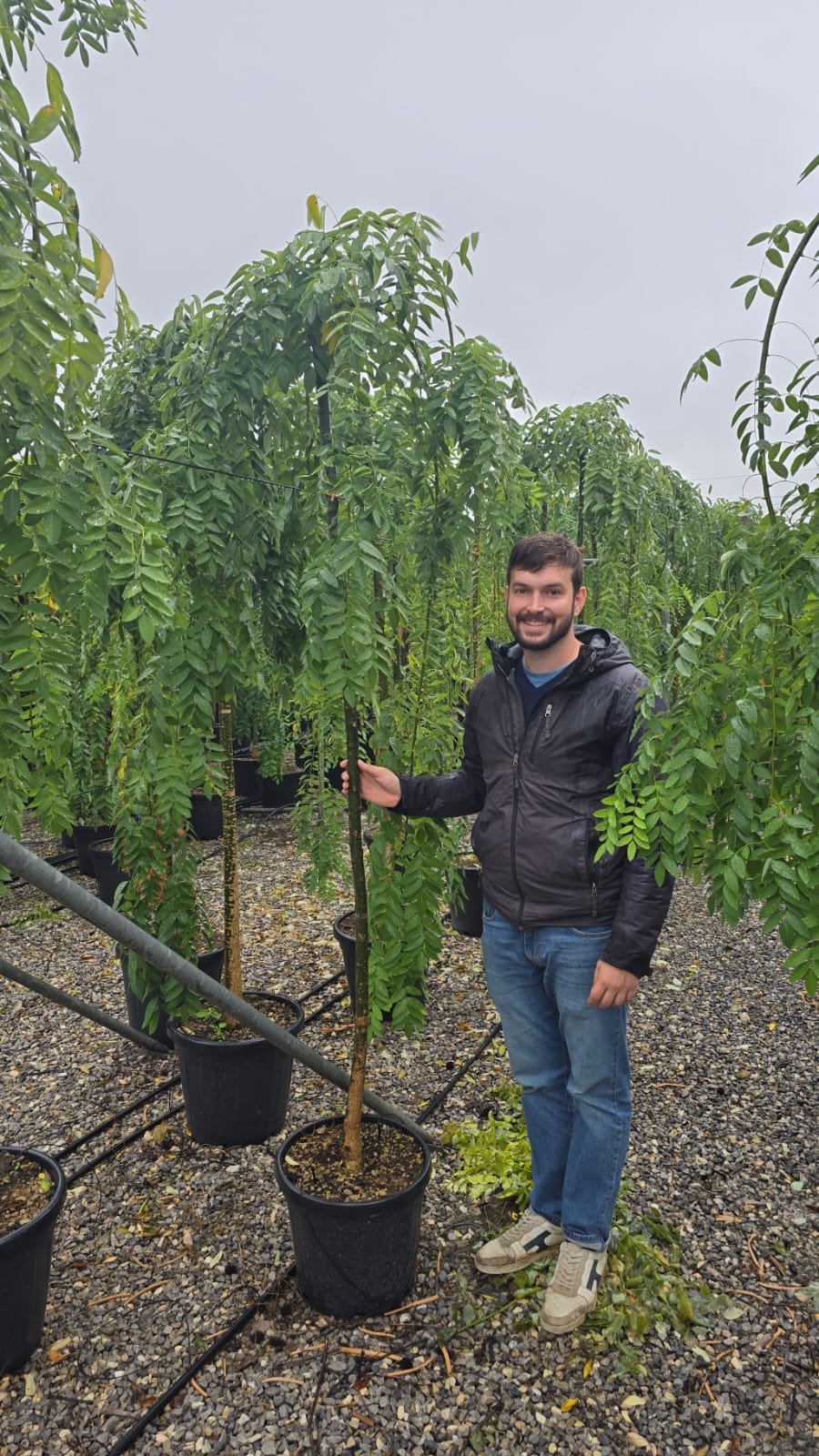 Sophora Pleureur (Sophora japonica Pendula) 7 - Achat en ligne