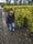 Fusain du Japon 'Aureus' (Euonymus Japonicus) 5 - Achat en ligne